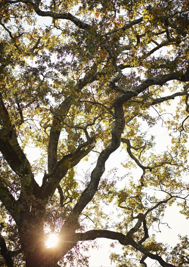 Sunlight filters through Sonoma County sprawling branches and leaves of a large tree, creating a dappled light effect.