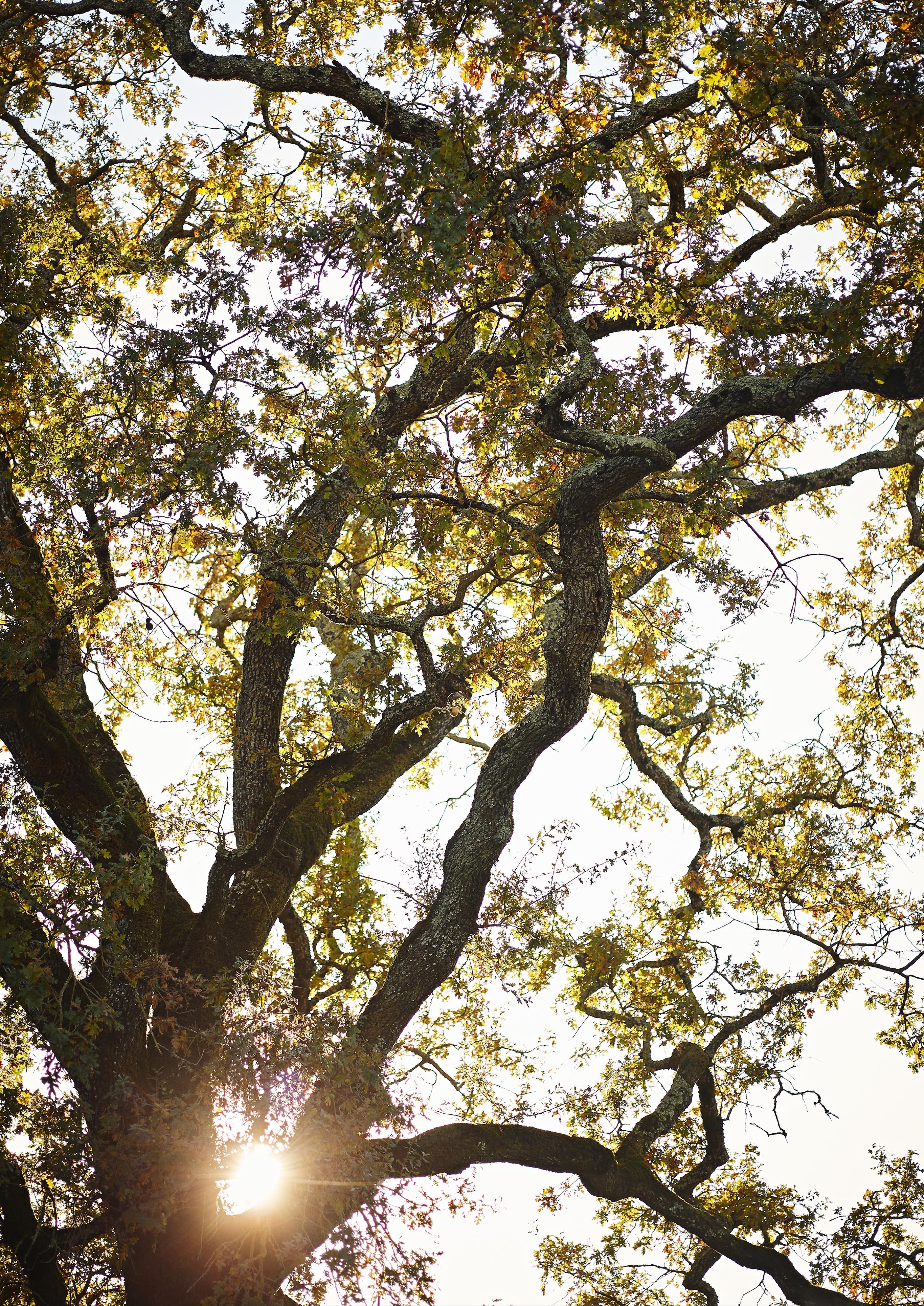 Sunlight filters through Sonoma County sprawling branches and leaves of a large tree, creating a dappled light effect.