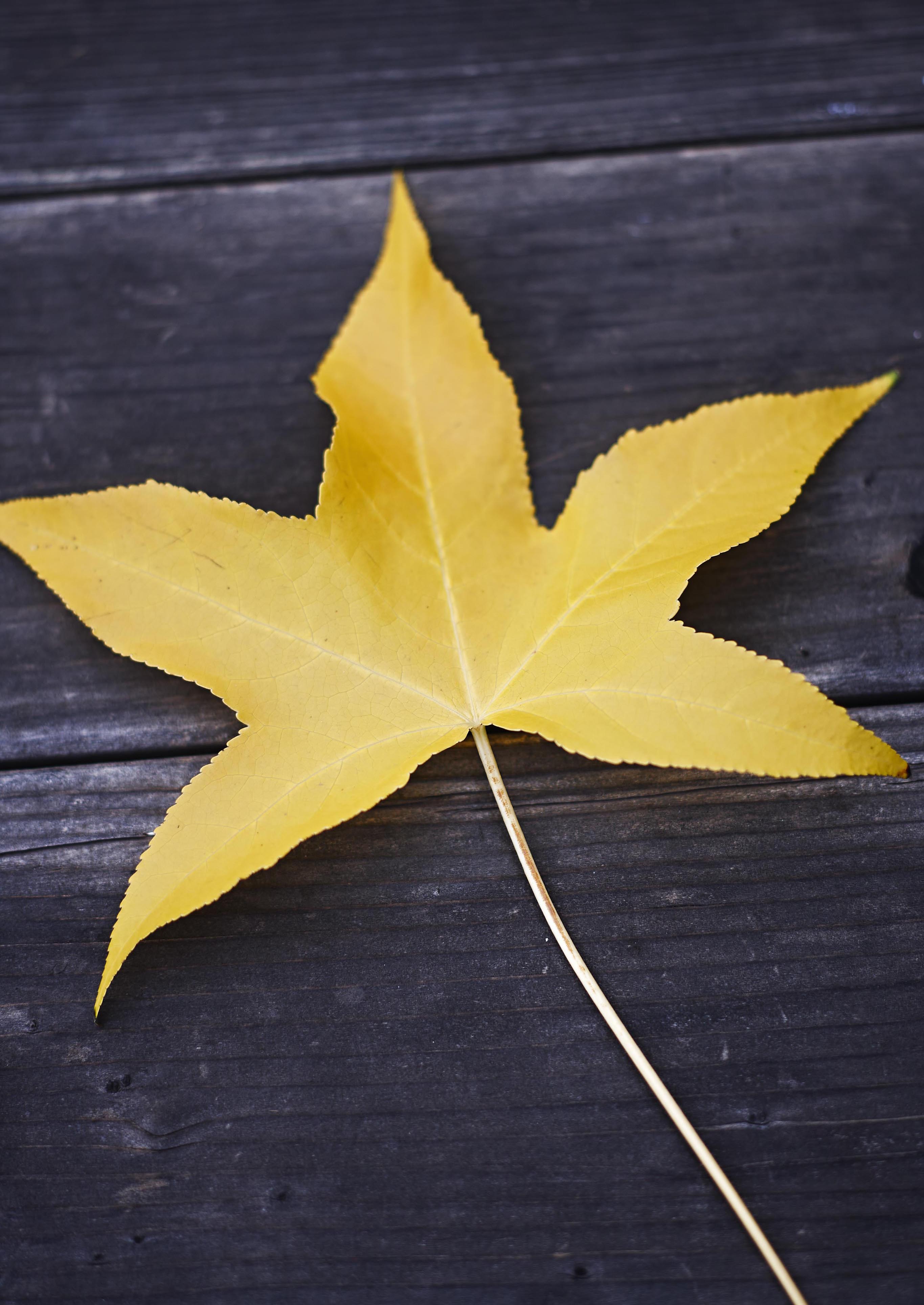 Yellow Sonoma County maple leaf on a dark wooden surface.