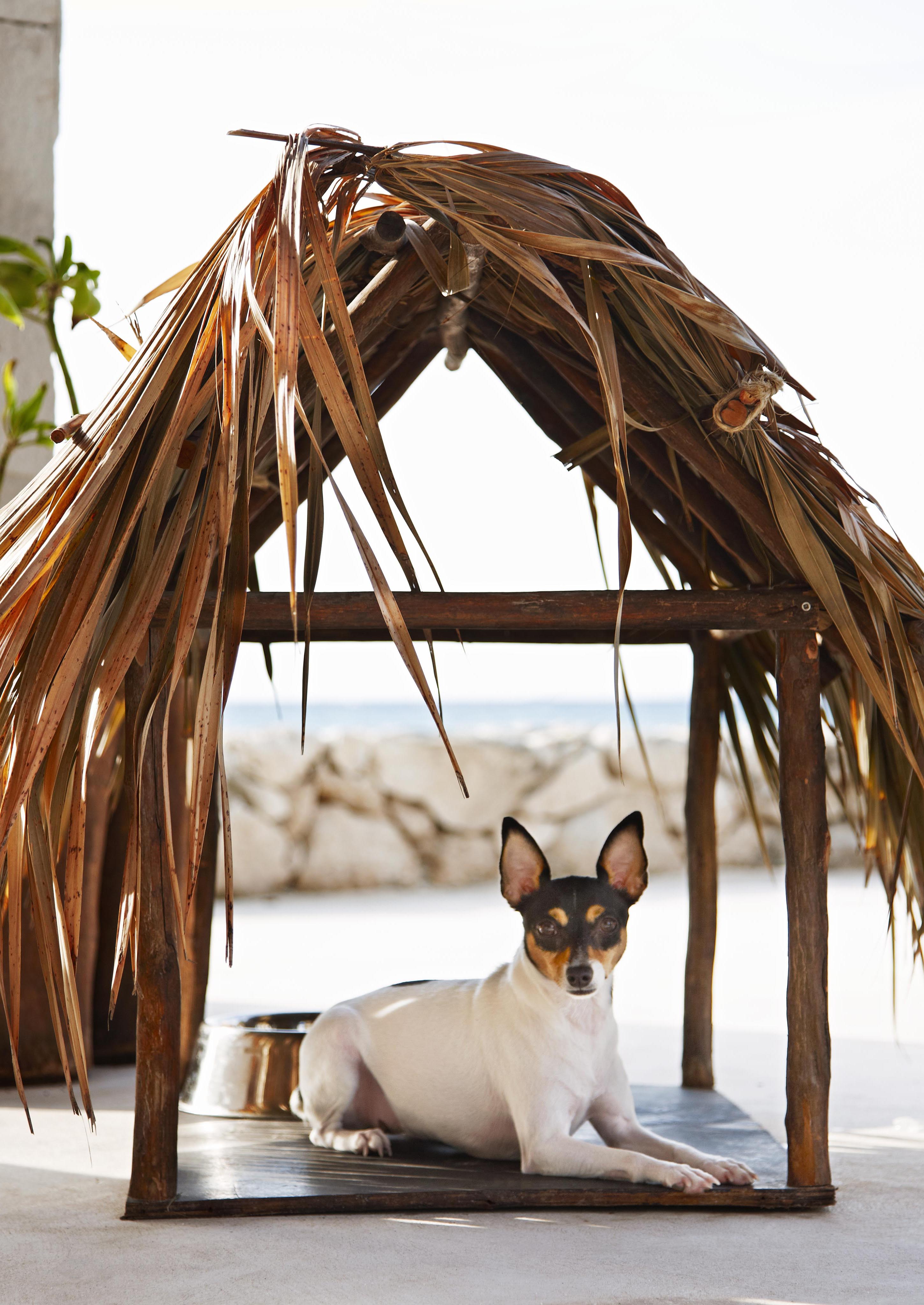 Small dog lying in personal cabana in Riviera Maya