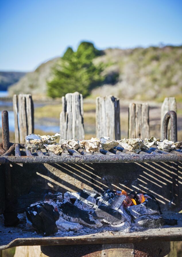 Freshly caught oysters grilling on a metal barbecue with charcoals below. A wooden fence and blurred natural Sonoma County landscape visible in the background.