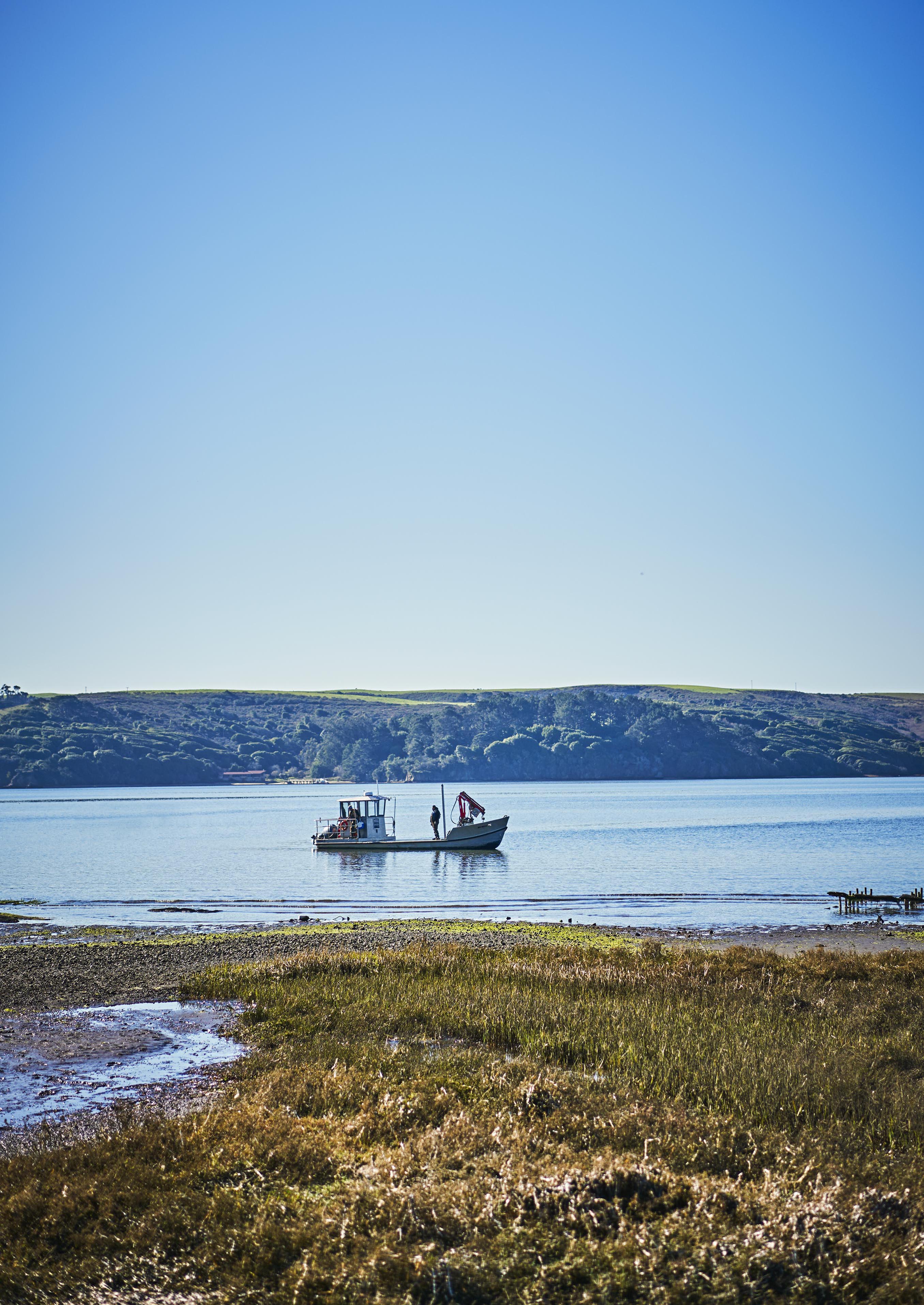 Sonoma County oyster boat floats on a calm lake with a grassy shoreline in the foreground and a tree-covered hill in the background under a clear blue sky.