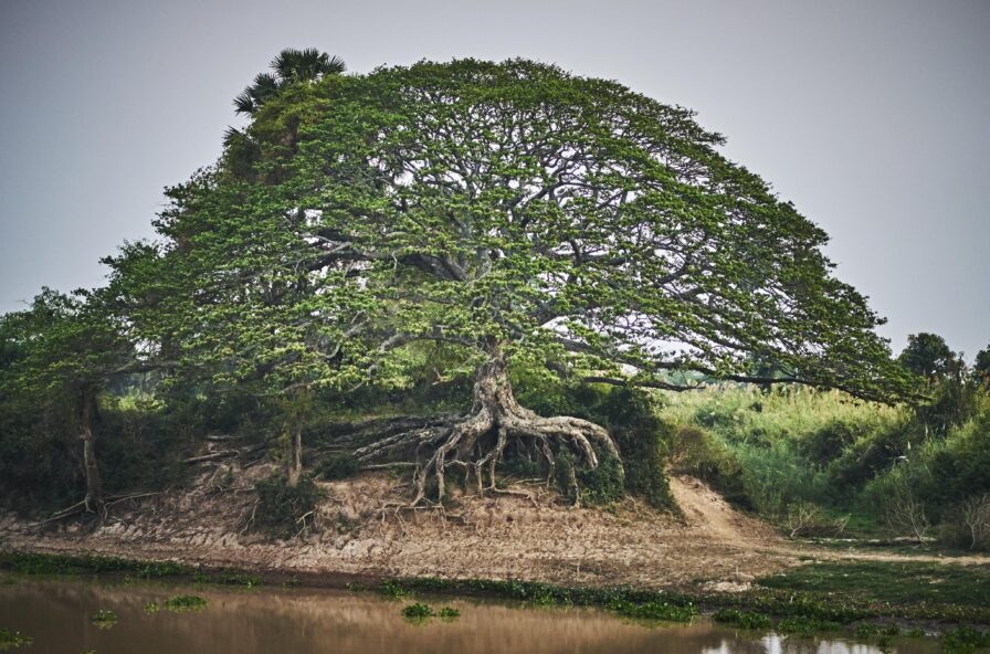 Large tree with sprawling branches and exposed roots on a riverbank, surrounded by grass and shrubs under a cloudy sky.