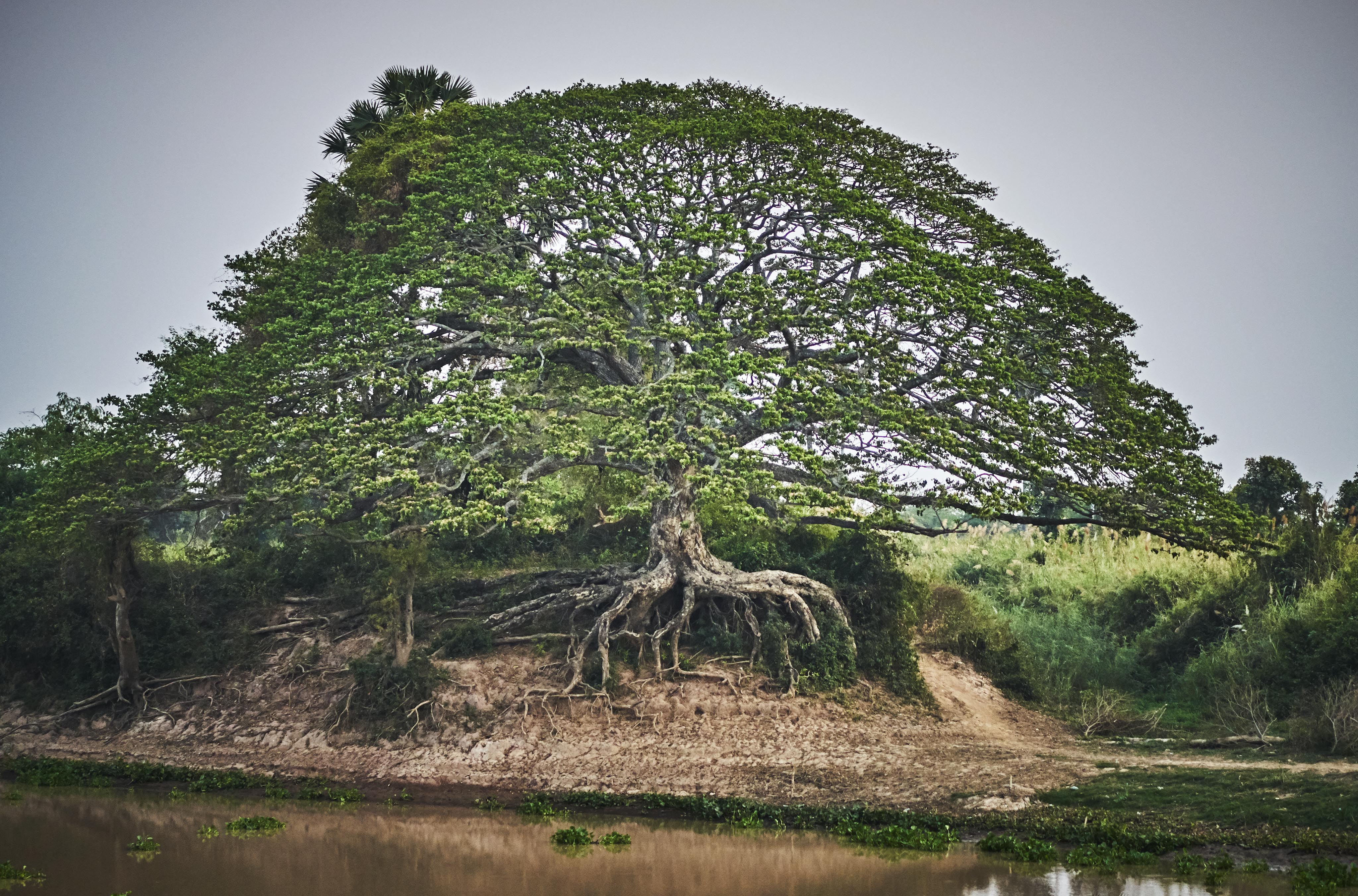 Large tree with sprawling branches and exposed roots on a riverbank, surrounded by grass and shrubs under a cloudy sky.