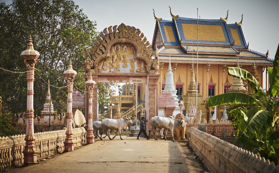 A person herds cattle across a decorative concrete bridge towards an ornate temple with a golden roof and intricate carvings. Trees and a banana plant are in the background.