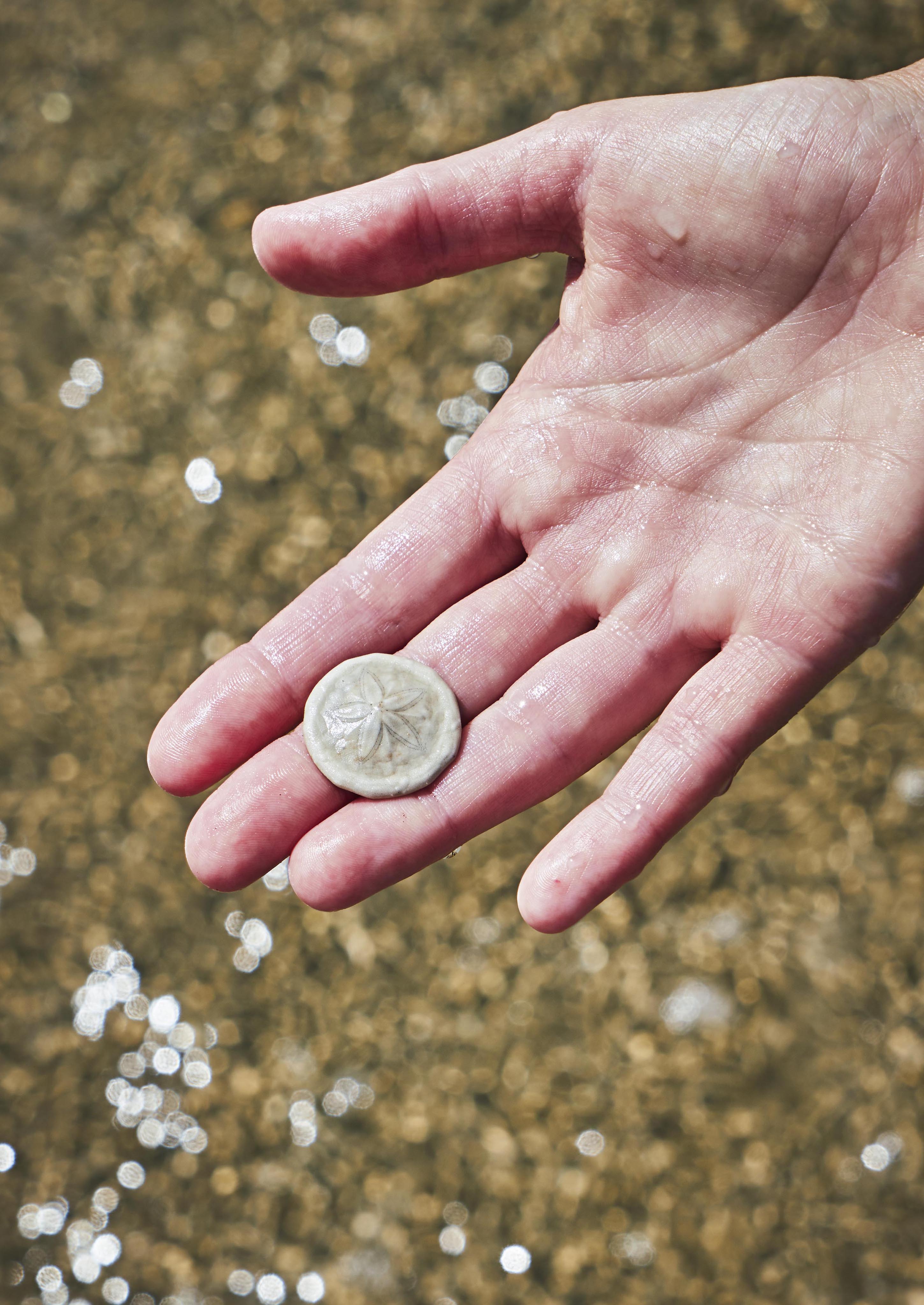 A hand holding a small sand dollar above sandy, shallow water.