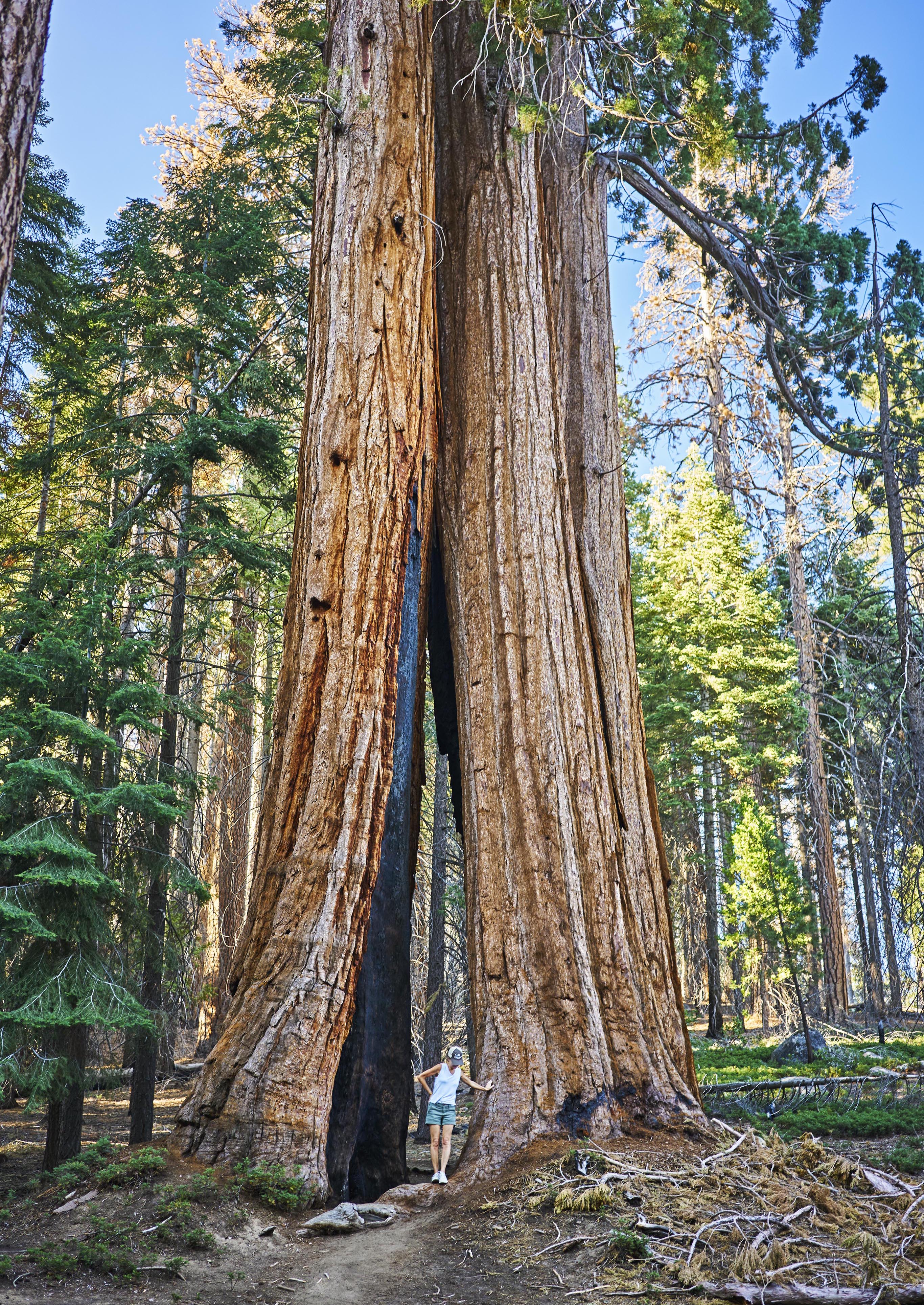 Person standing at the base of a giant California sequoia tree with a large opening in its trunk, surrounded by a forest of towering trees under a clear blue sky.