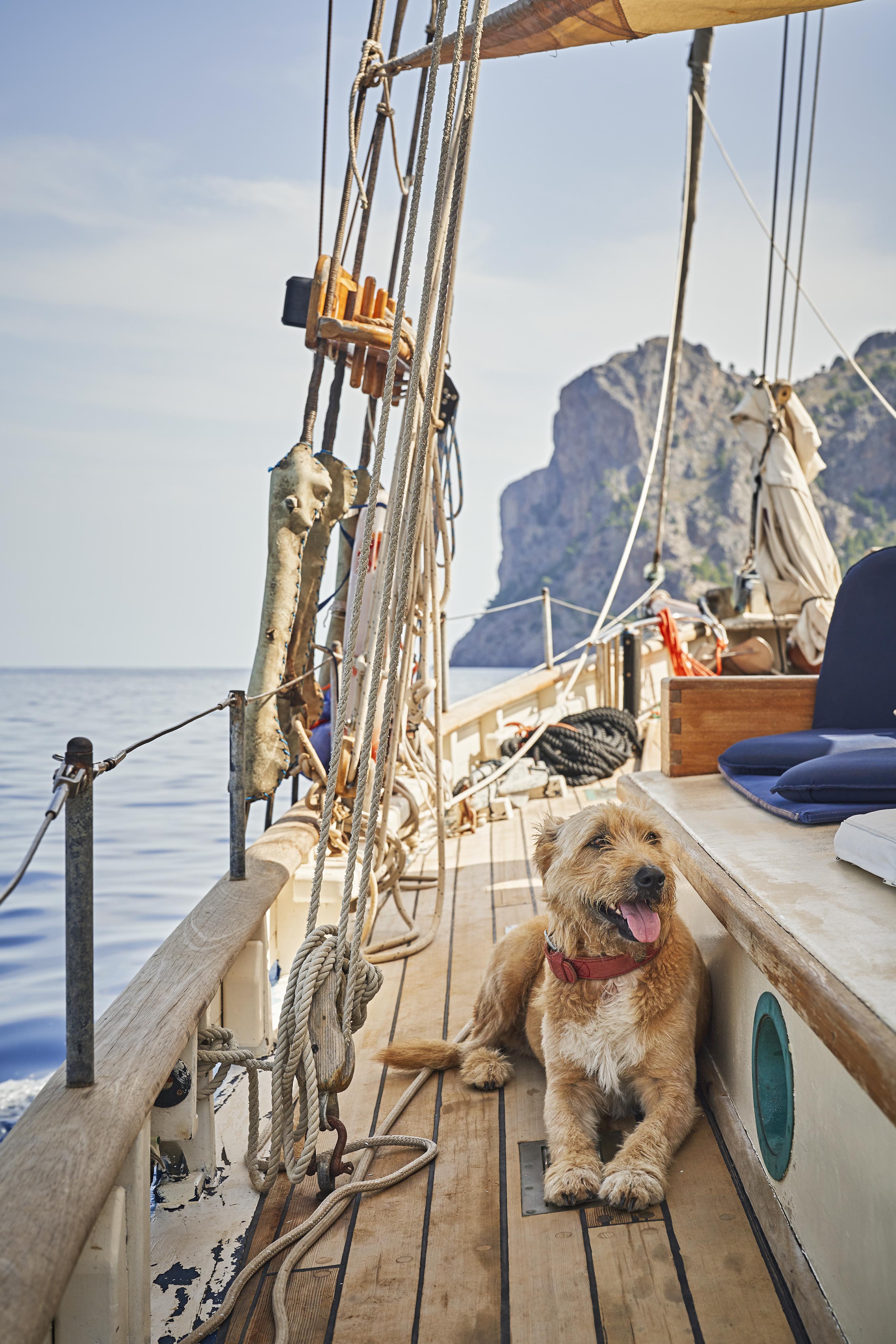 A dog with a red collar relaxes on the deck of a sailboat, with a rocky coastline in the background and calm sea under a clear sky.