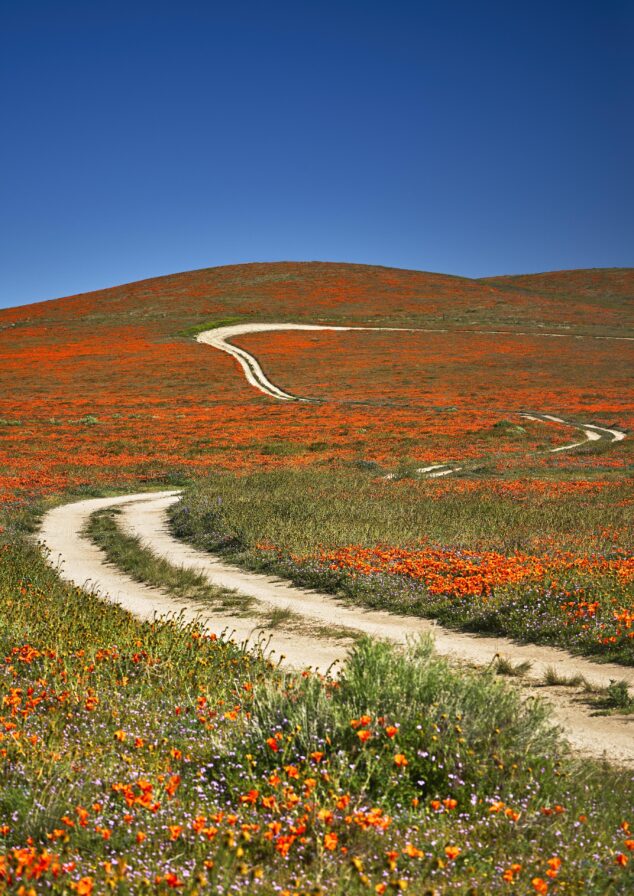 A dirt path winds through a meadow of bright orange poppies under a clear California blue sky.
