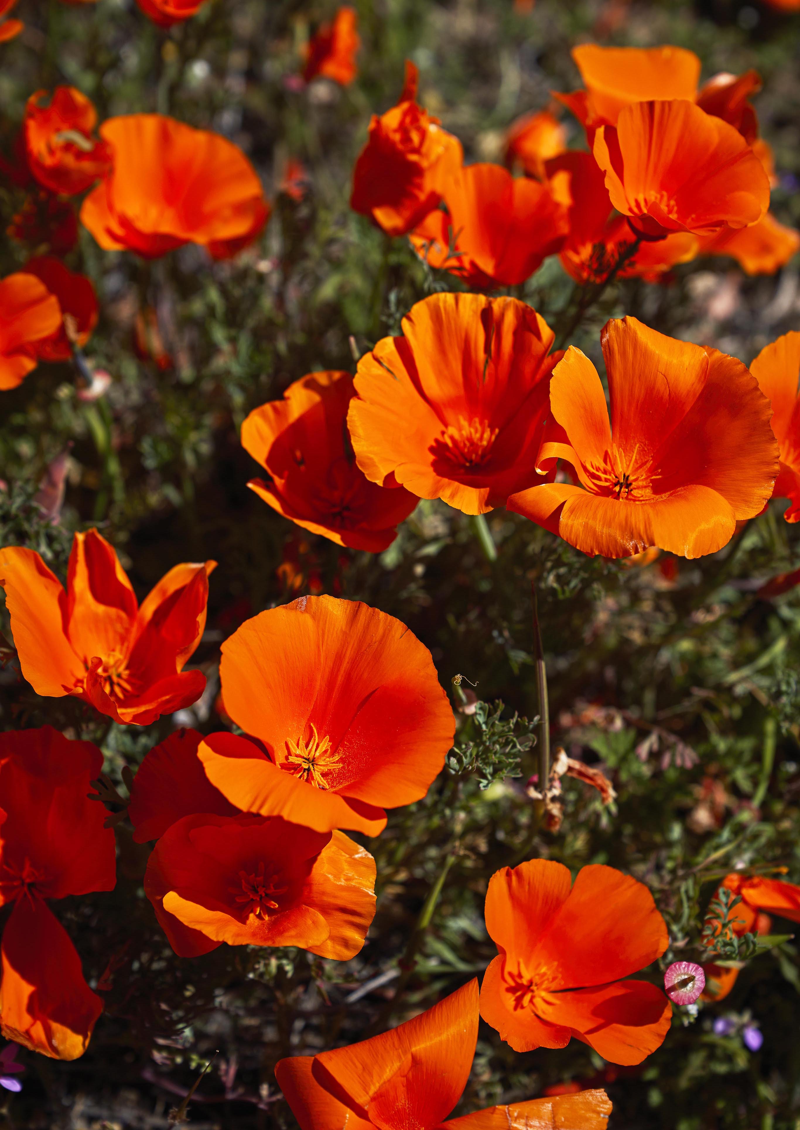 Bright orange Antelope Valley poppies with delicate petals and green foliage in a sunny outdoor setting.