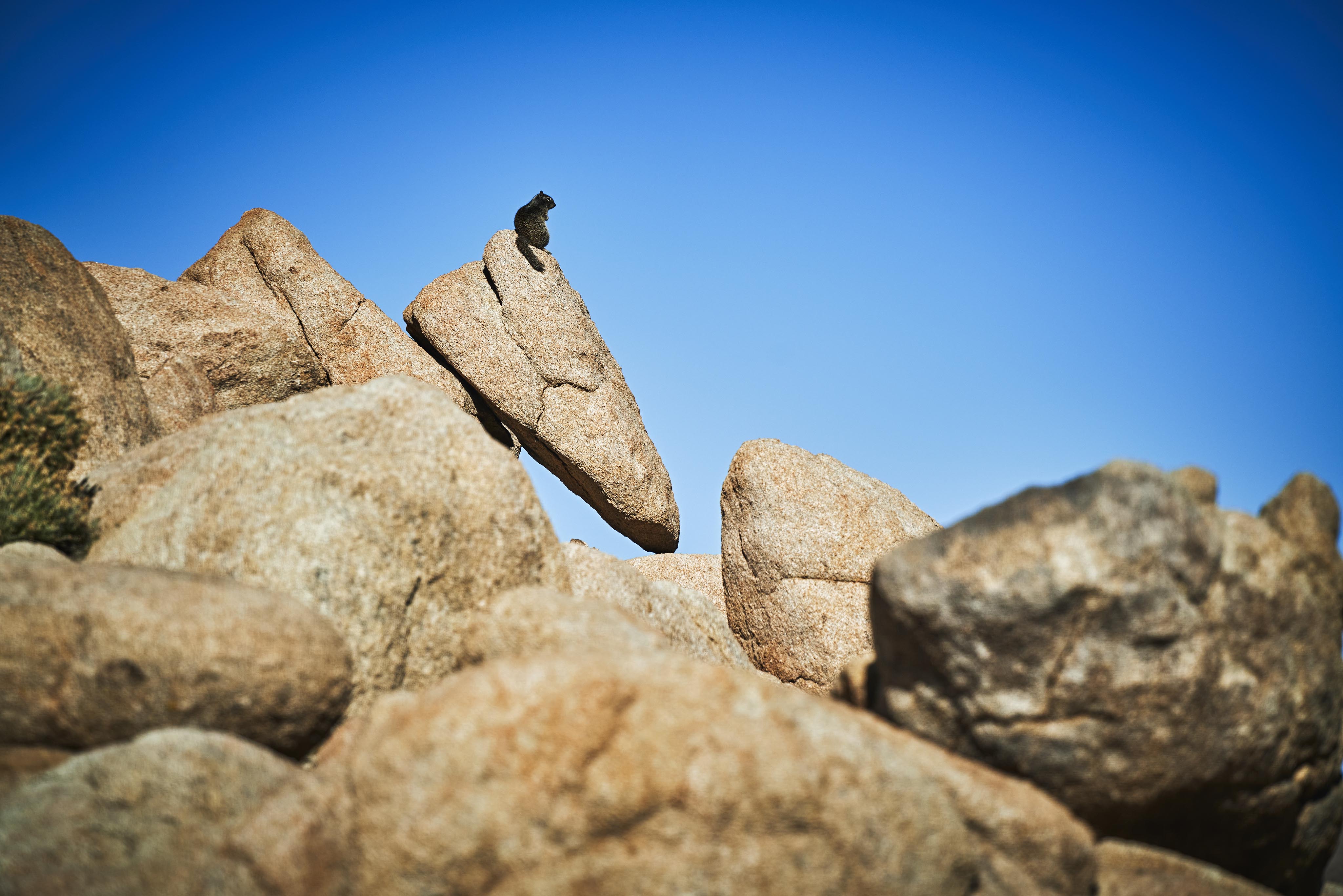 A black cat sits atop a pointed, large rock surrounded by other rocks under a clear blue sky.
