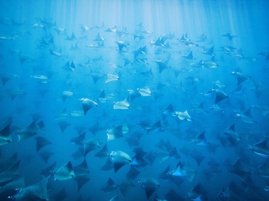 underwater ocean view of school of manta rays swimming through sun beamed light