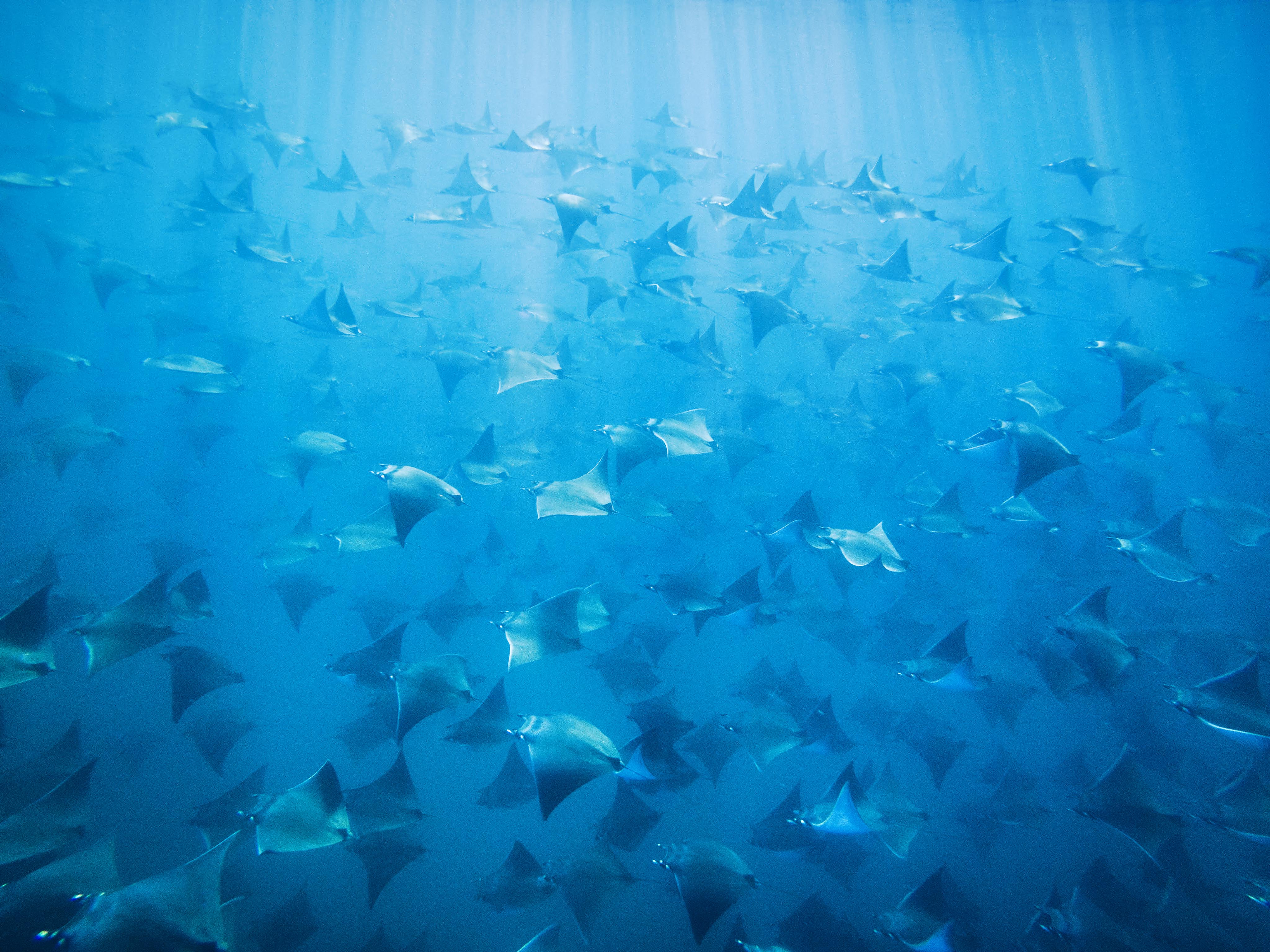 underwater ocean view of school of manta rays swimming through sun beamed light