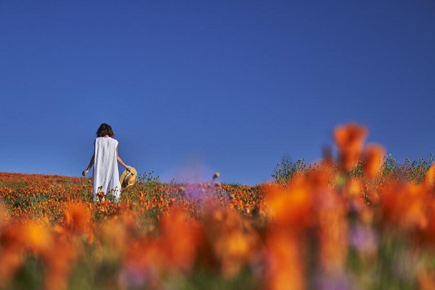 A person in a white dress walks through a vibrant field of orange flowers under a clear blue sky, holding a hat.