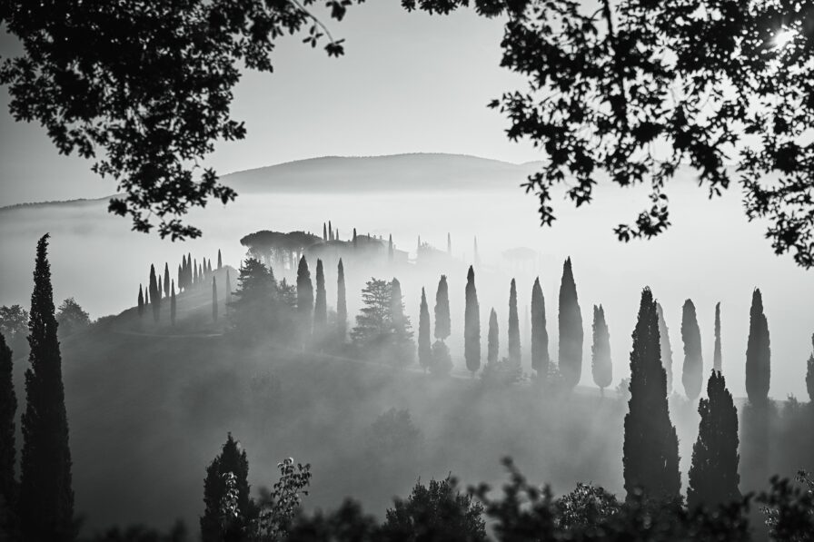 Misty landscape with tall, slender cypress trees on rolling hills, framed by overhanging branches.