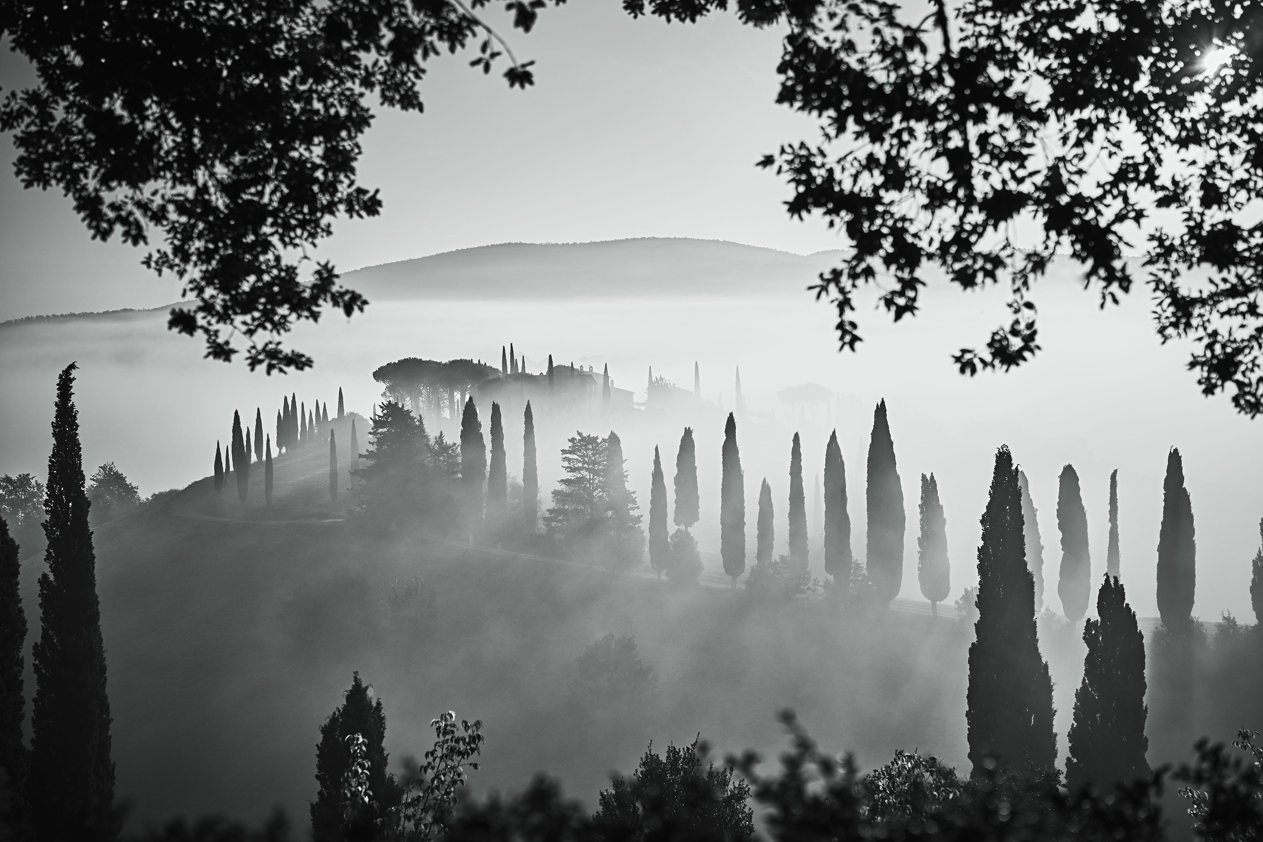 Misty landscape with tall, slender cypress trees on rolling hills, framed by overhanging branches.