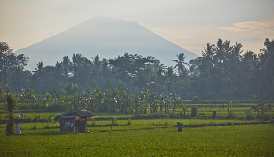 A small hut and person in a lush green rice field, with palm trees and a large misty mountain in the background.