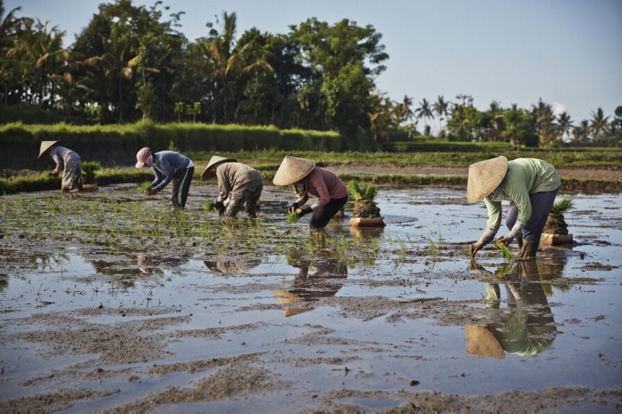 Five people in conical hats work in a flooded rice field, planting seedlings. Lush greenery and trees are visible in the background under a clear blue sky.