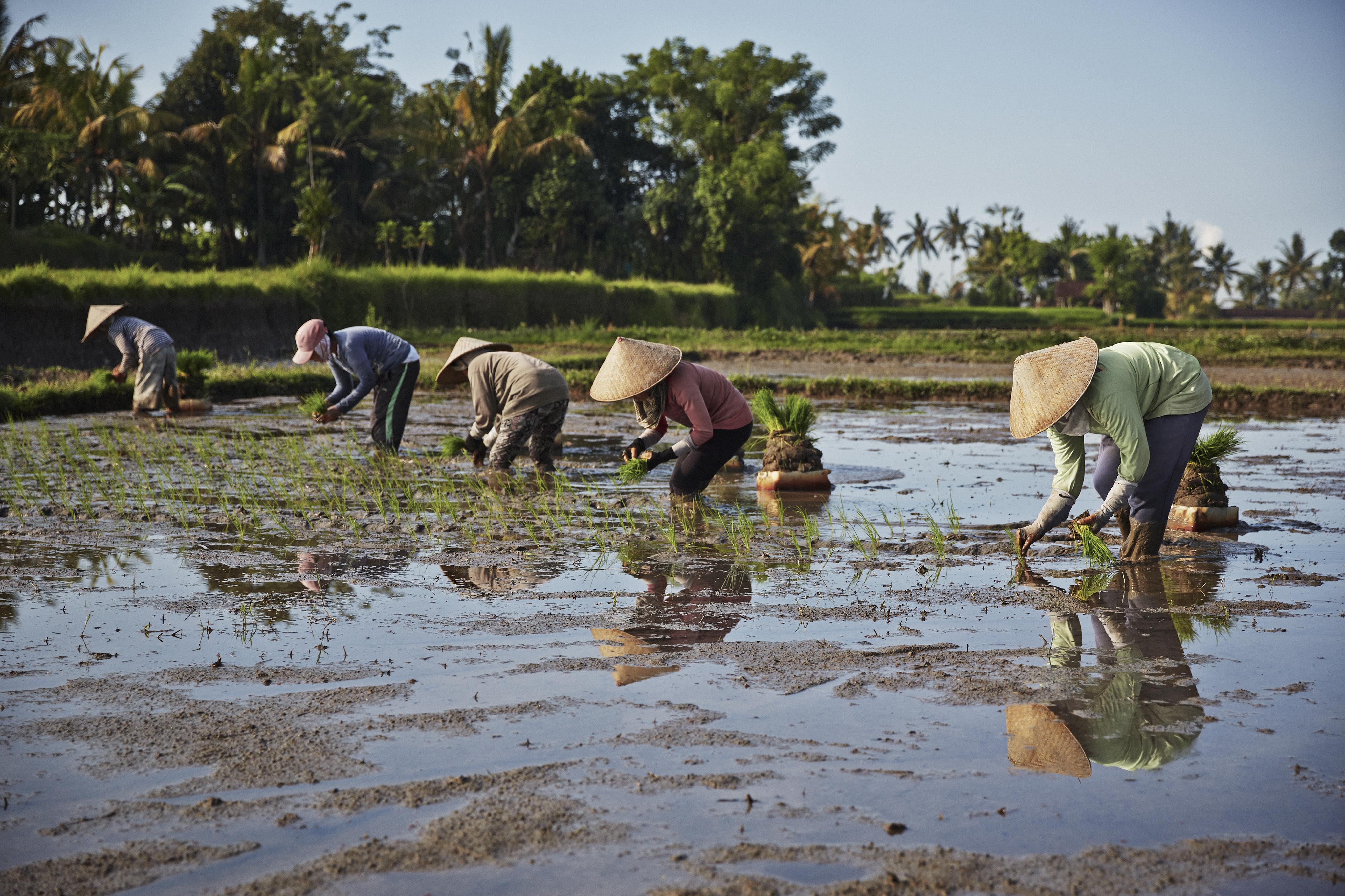 Five people in conical hats work in a flooded rice field, planting seedlings. Lush greenery and trees are visible in the background under a clear blue sky.