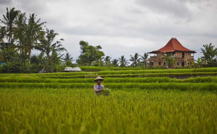 A person wearing a conical hat stands in a lush green rice field with palm trees and a building with a red-tiled roof in the background under a cloudy sky.