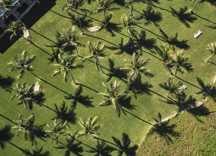 Aerial view of The Ocean Club, A Four Seasons Resort grassy area with neatly arranged palm trees casting long shadows. Two empty benches and a curved path are visible on the right.