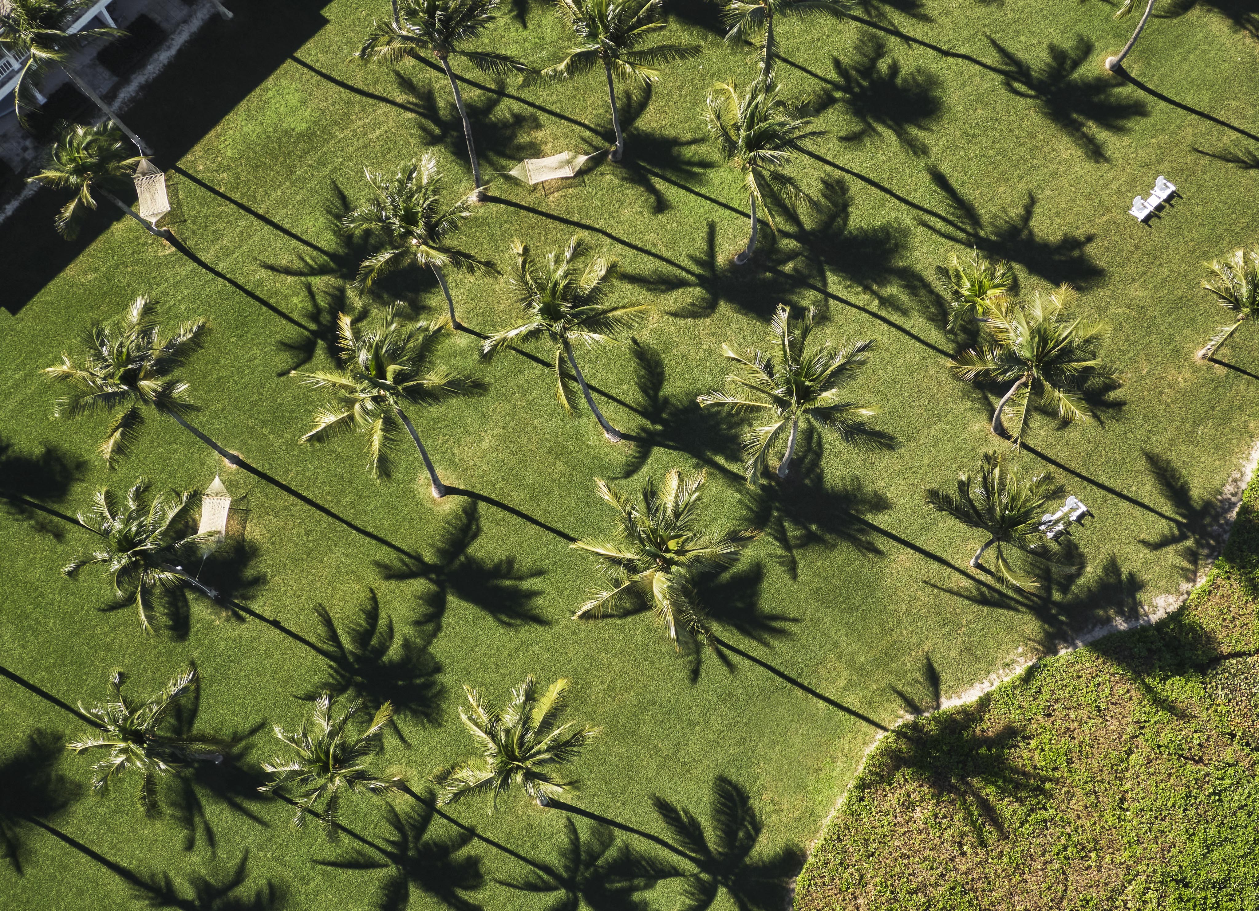 Aerial view of The Ocean Club, A Four Seasons Resort grassy area with neatly arranged palm trees casting long shadows. Two empty benches and a curved path are visible on the right.