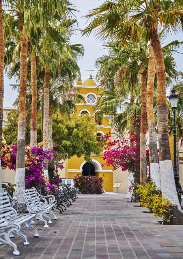 A yellow Todos Santos landmark building with a clock and bell tower visible at the end of a palm-lined walkway with white benches and flowering bushes.