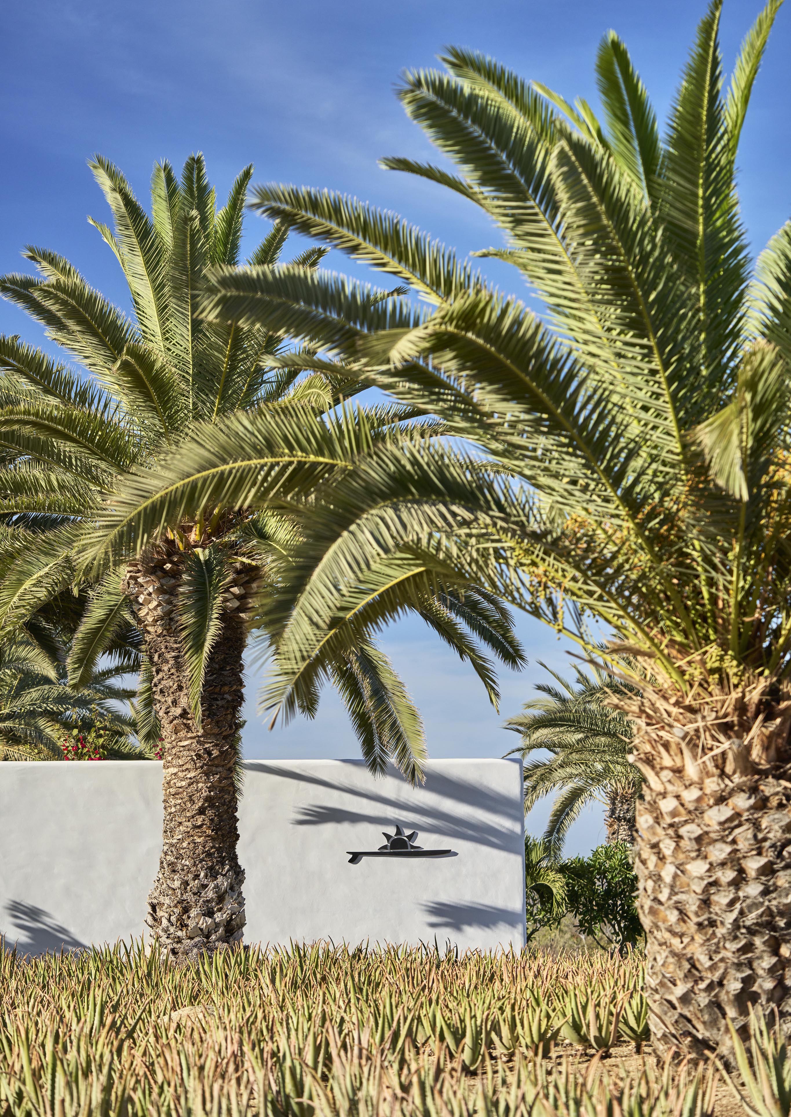 Four Seasons Cabo Del Sol property entrance lined with plants and large palm trees.