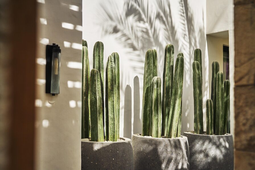 Cabo Del Sol casita entrance lined with sagura cactus