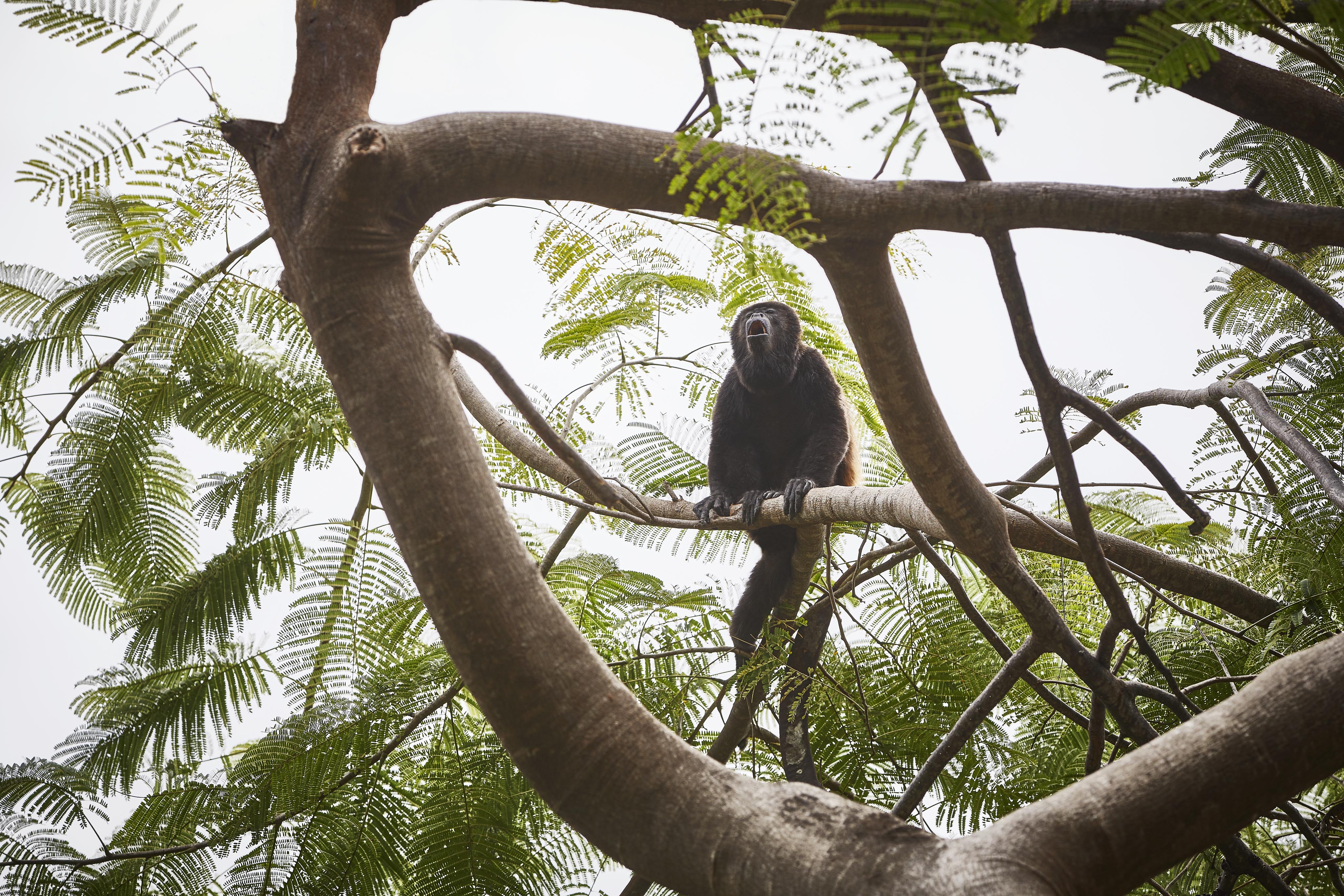A black monkey sits on a tree branch, surrounded by green leaves and a network of thick tree limbs, embodying the vibrant essence of Central America's lush jungles.