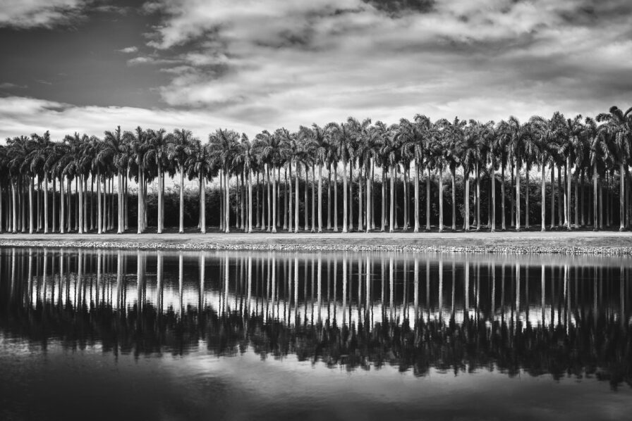 A row of tall palm trees is reflected in a calm body of water under a cloudy sky, evoking the serene landscapes often found in Central America, depicted in black and white.
