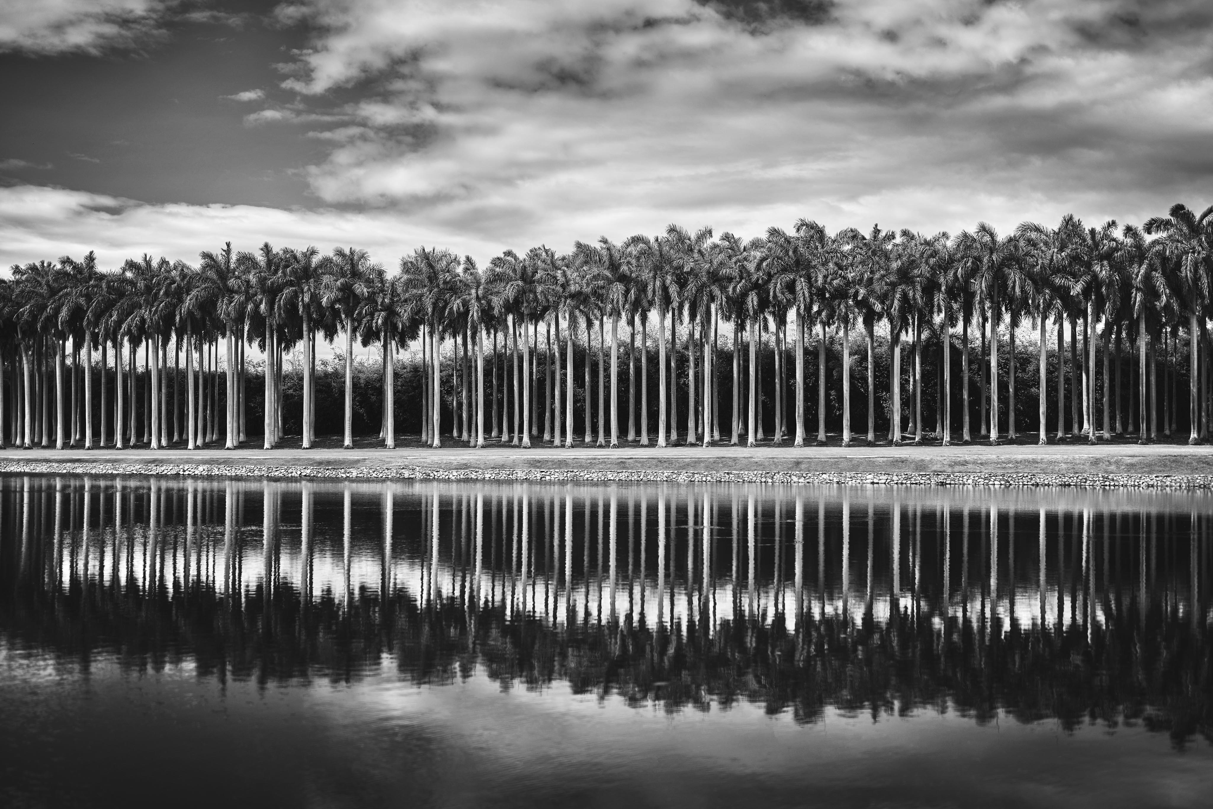 A row of tall palm trees is reflected in a calm body of water under a cloudy sky, evoking the serene landscapes often found in Central America, depicted in black and white.