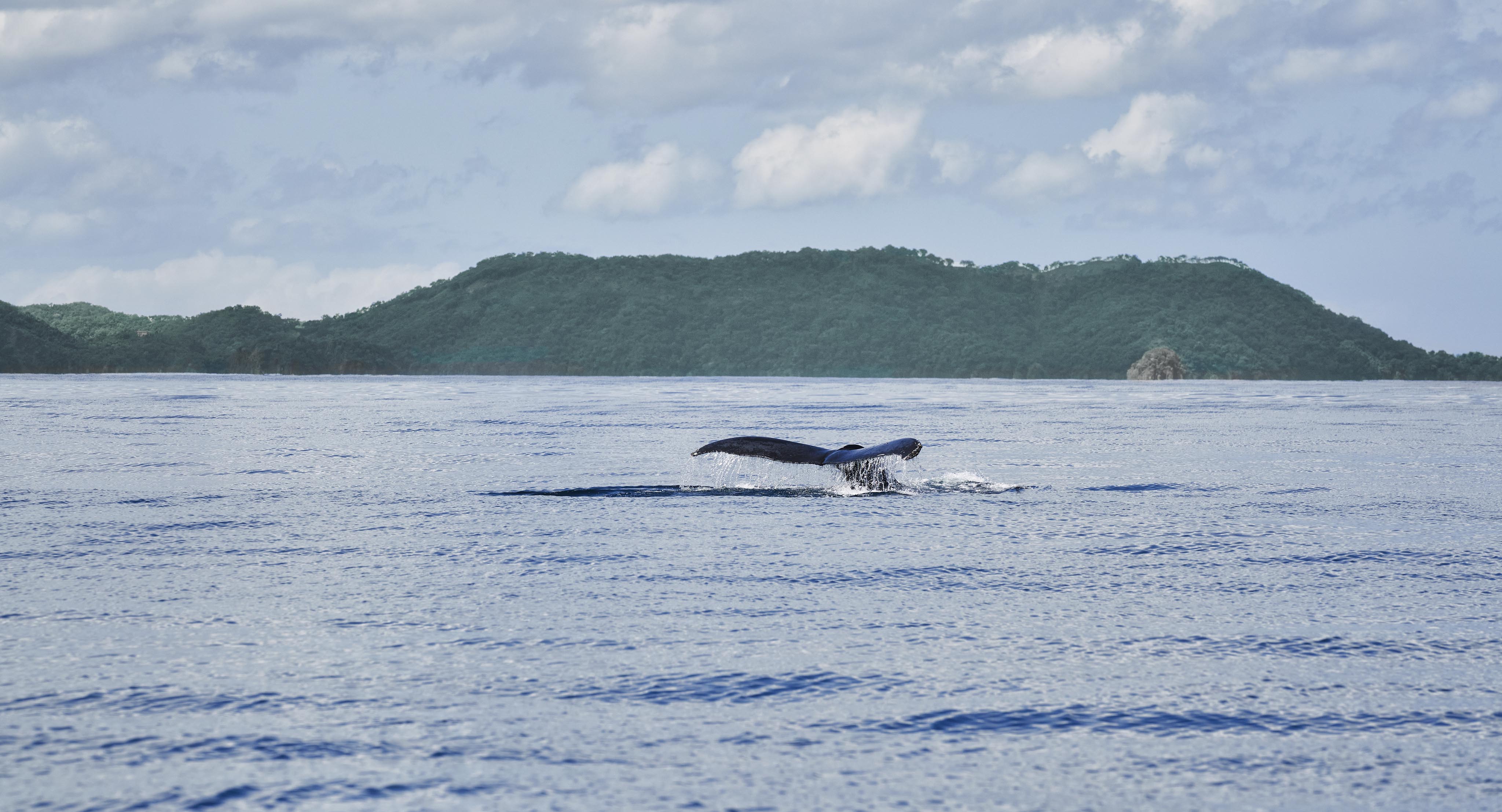 A whale's tail emerges from the ocean against a distant backdrop of Central America's green hills and a partly cloudy sky.