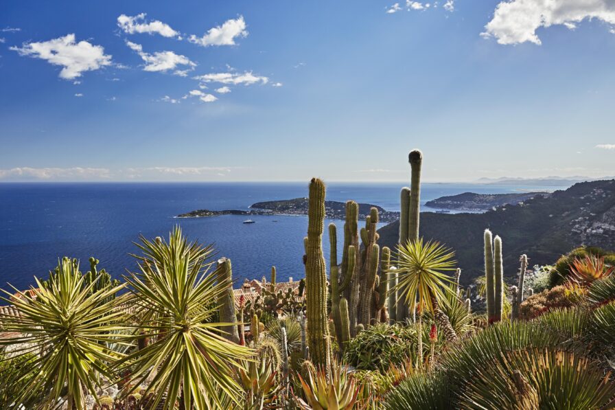 Cacti and succulents in a garden overlooking a coastal landscape with blue sea under a clear sky.
