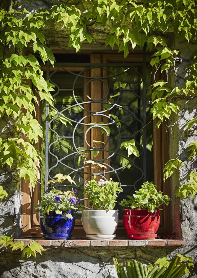 A window with a decorative grille is surrounded by climbing ivy. Three potted plants sit on the sill in blue, white, and red pots.