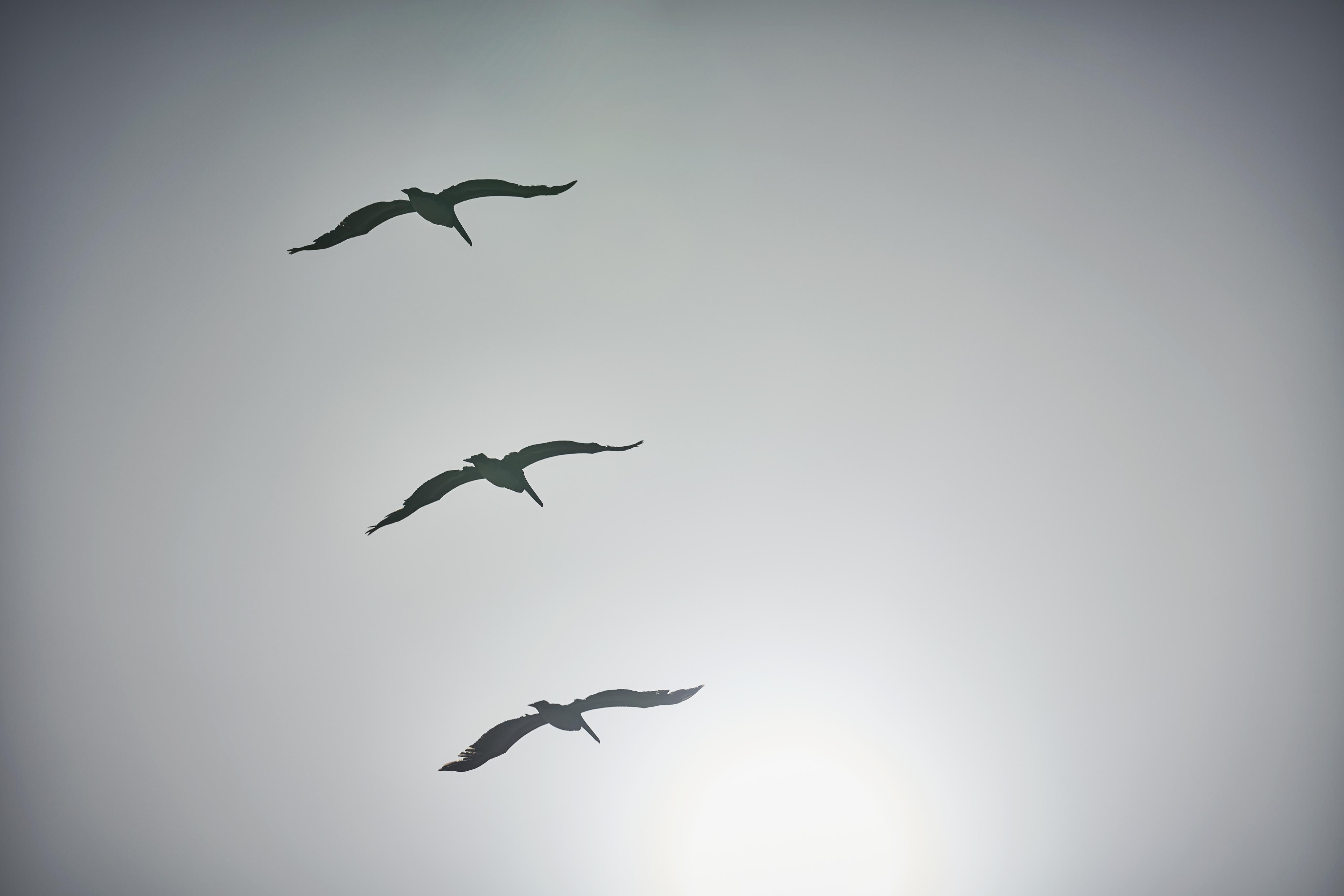 three pelicans flying in formation captured in black and white