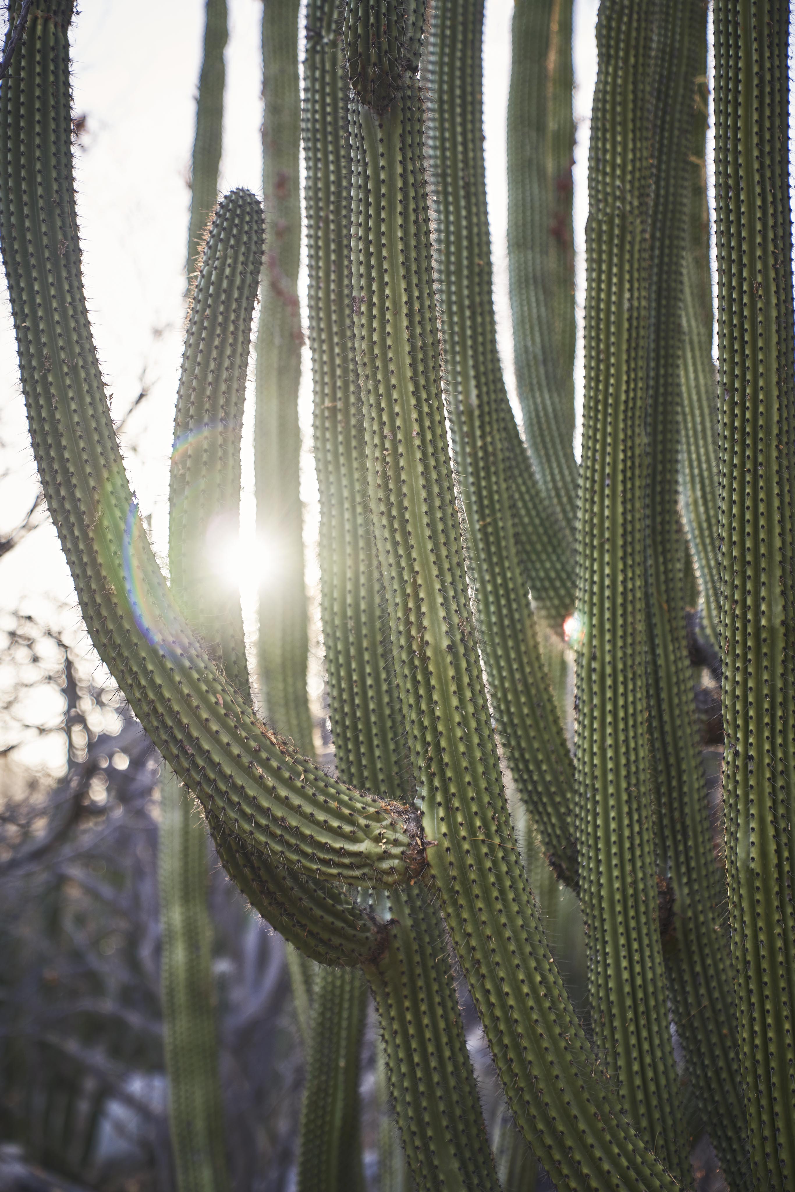 Los Cabos spiny cactus with sunlight peaking through
