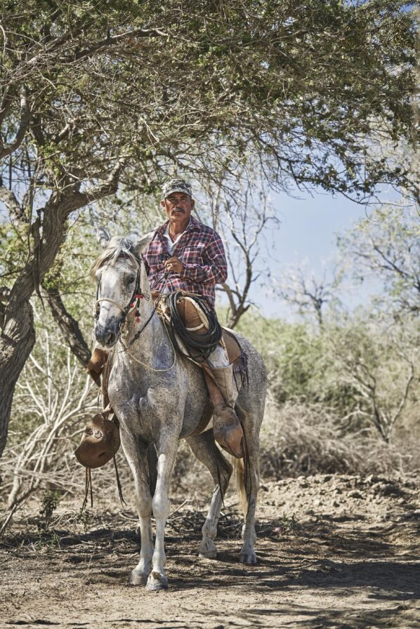 Distinguished portrait of middle aged caballero on gray and white horse captured on the Four Seasons Los Cabos property grounds