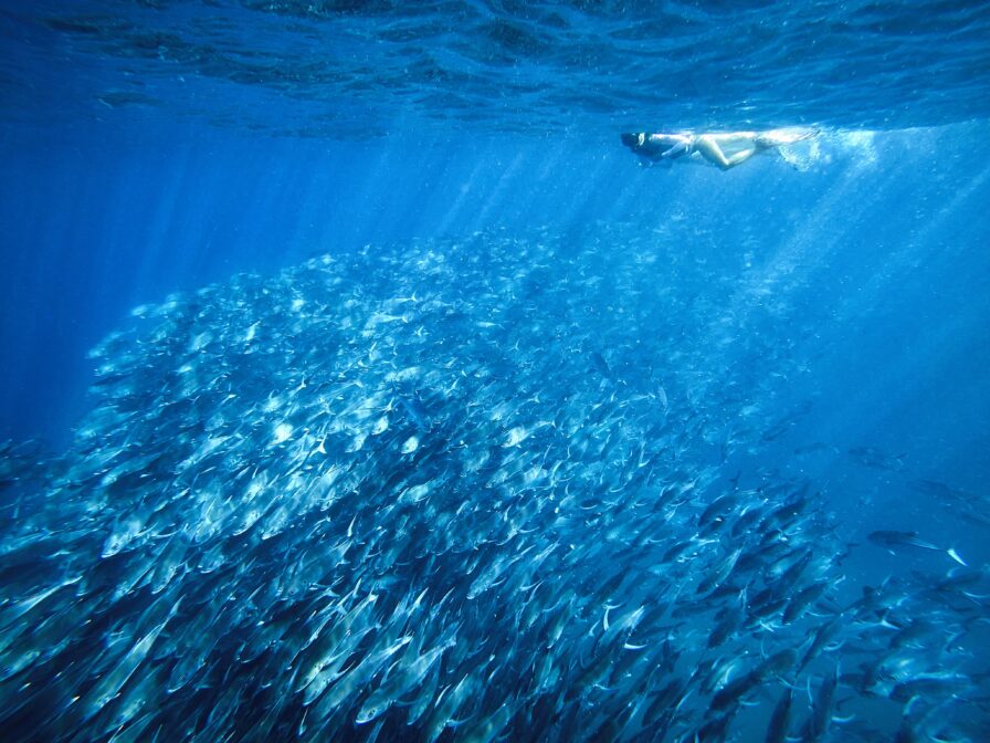 A snorkeler swims on Cabo Pulmo ocean surface swimming above large school of fish with beams of light coming through.