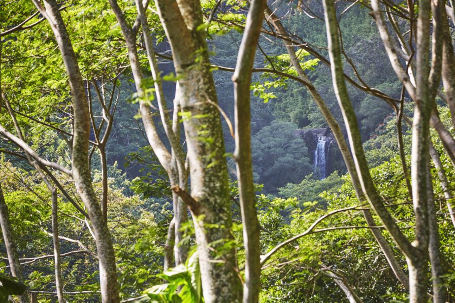 View of a distant waterfall through tall trees in a lush forest.