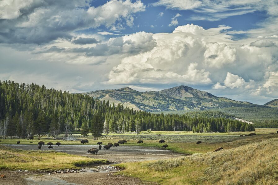 Buffalo grazing Montana plains Yellowstone Park