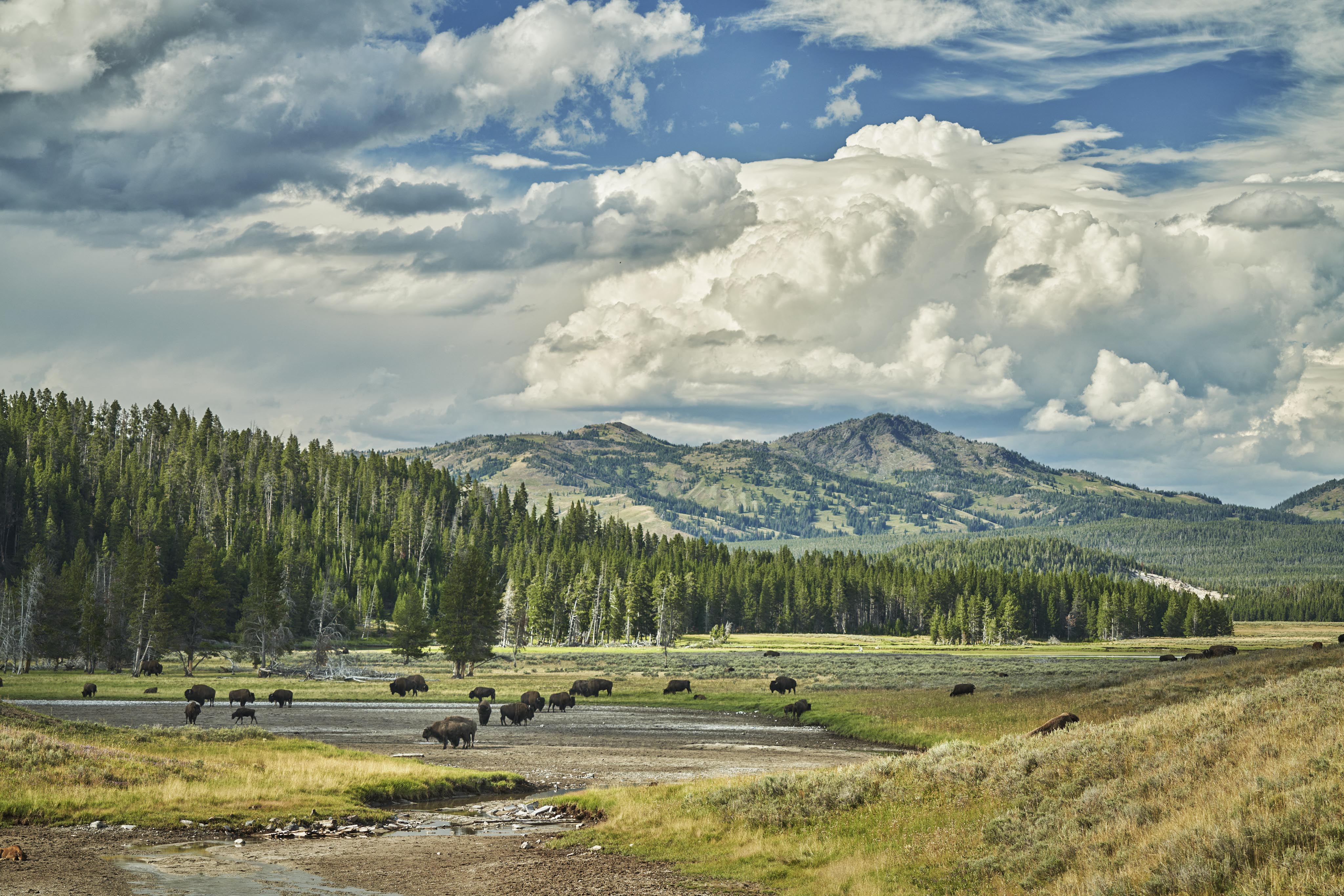 Buffalo grazing Montana plains Yellowstone Park