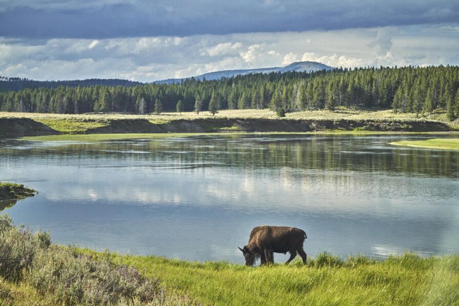Lone buffalo on prarie near lake, Yellowstone National Park