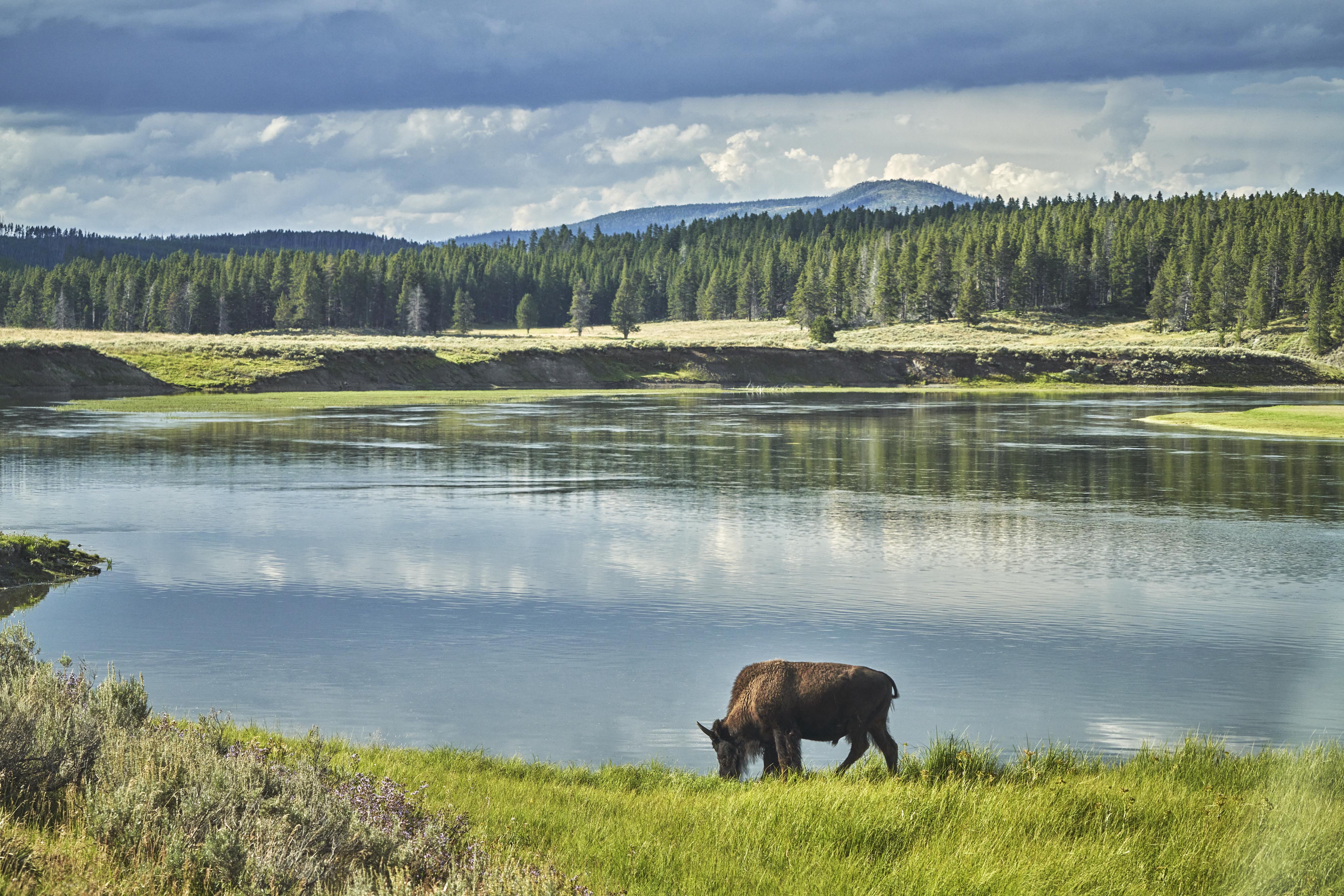 Lone buffalo on prarie near lake, Yellowstone National Park