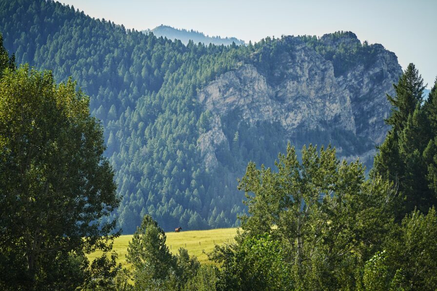 Montana mountains pine tree covered , horse in field