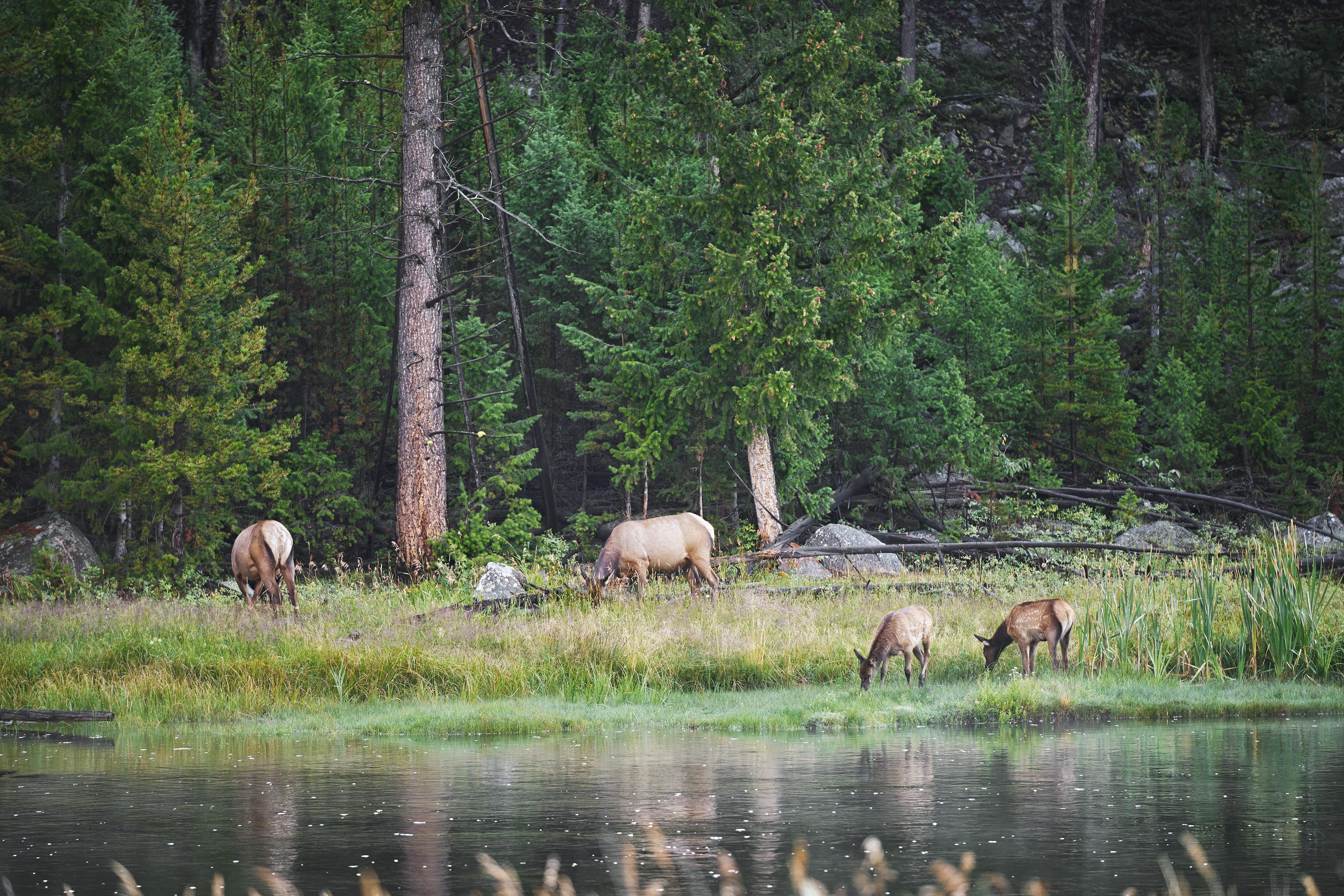Deer grazing near lake Yellowstone National Park, Montana