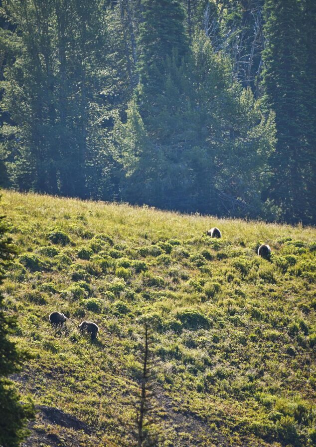 Wild bears walking mountainside Big Sky Montana
