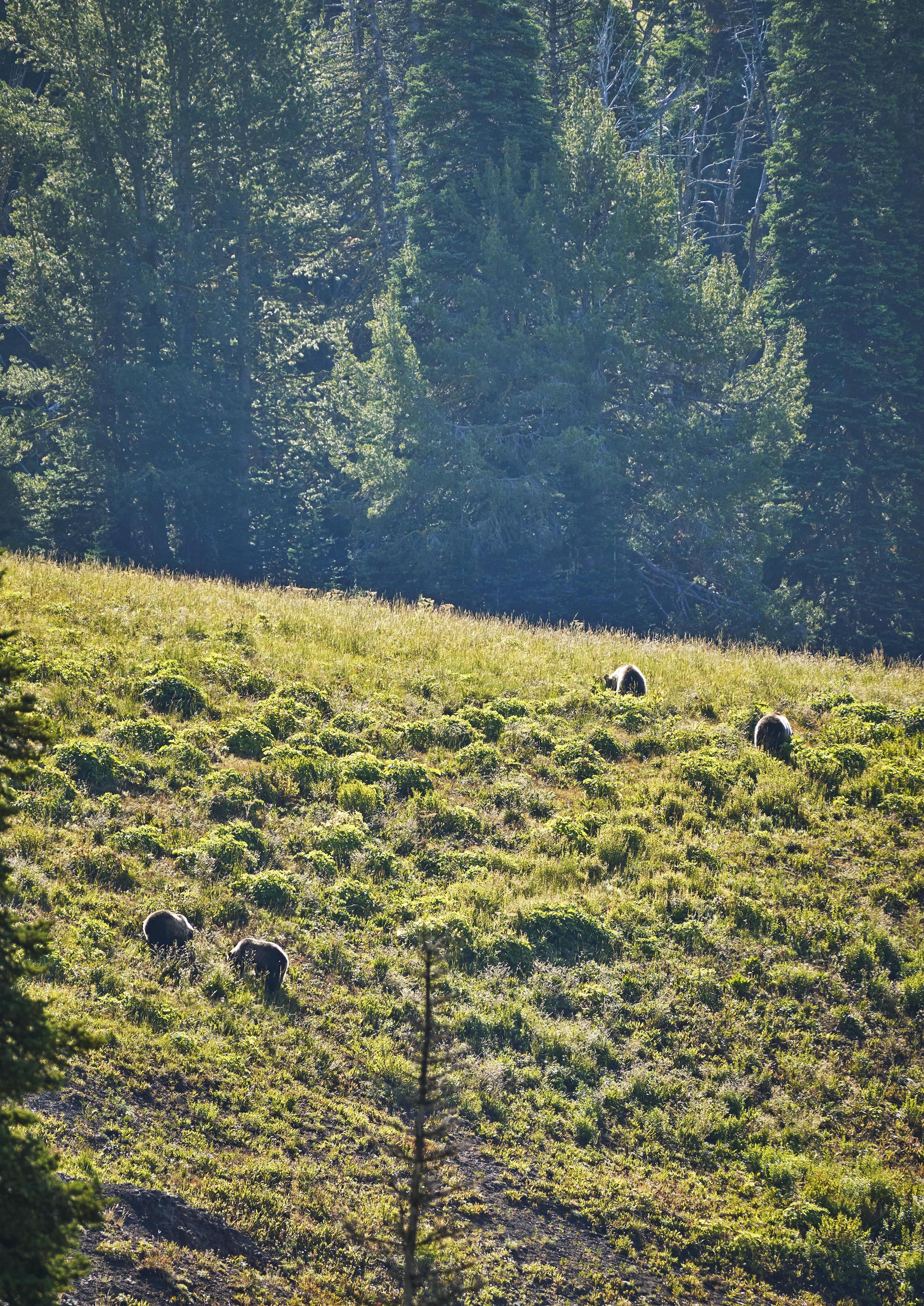 Wild bears walking mountainside Big Sky Montana