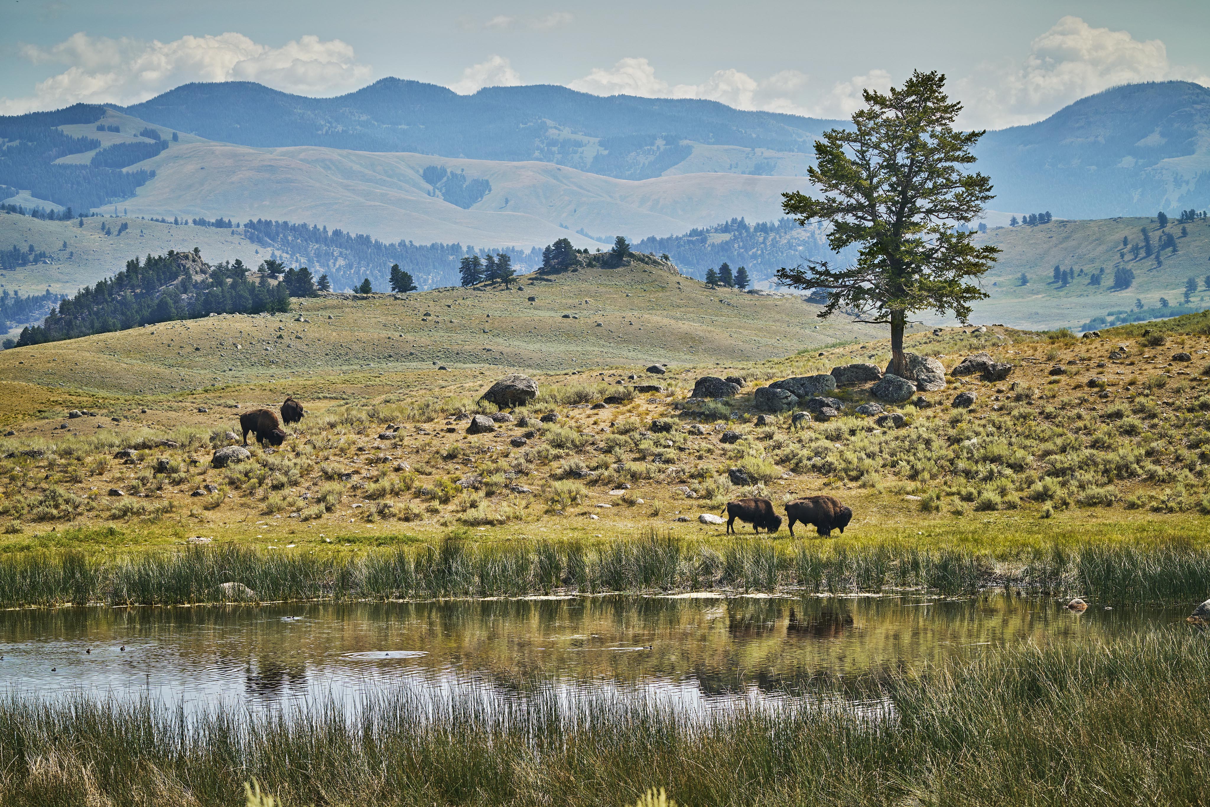 Buffalo grazing near lake Yellowstone park Montana