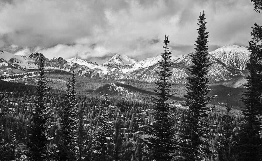 Montana landscape snow capped mountains pine tree foreground, black and white